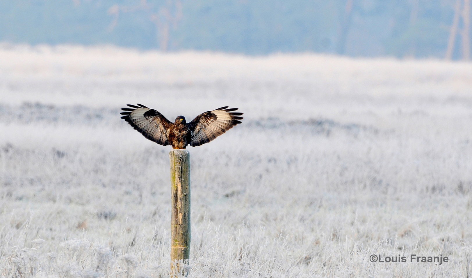 De buizerd maakt met wijd uitgespreide vleugels, een perfecte landing op de paal - Foto: ©Louis Fraanje