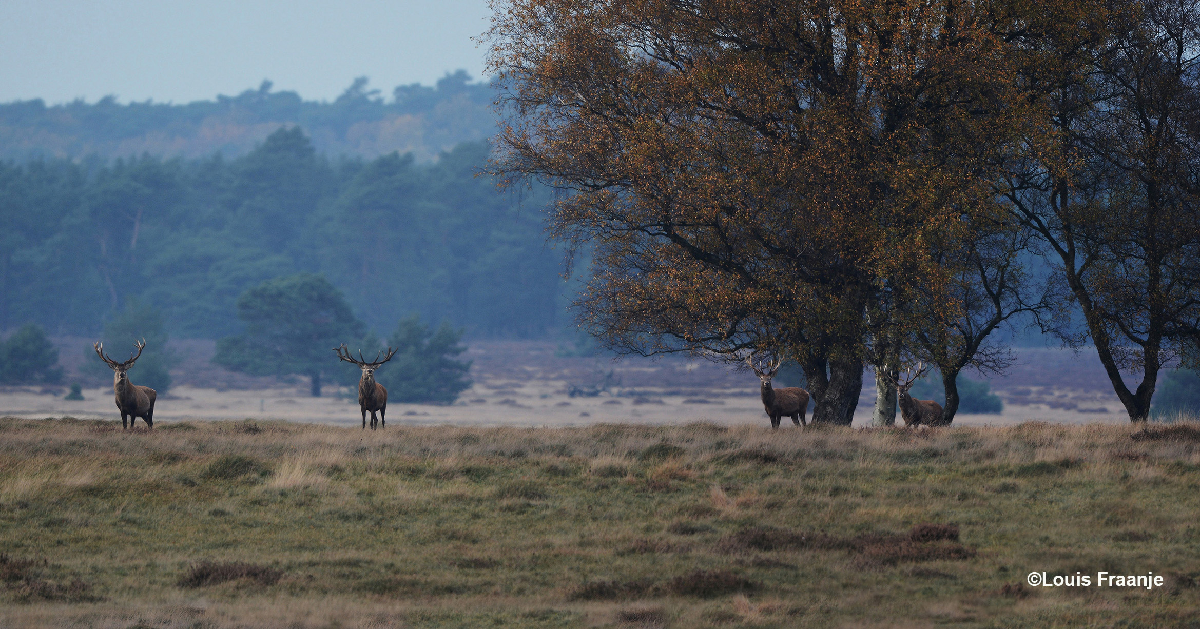 Vier edelherten op een rij in het open veld – Foto: ©Louis Fraanje