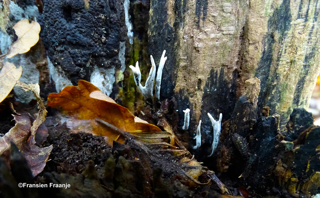 Geweizwammetjes tussen de spleten van het dode hout - Foto: ©Fransien Fraanje