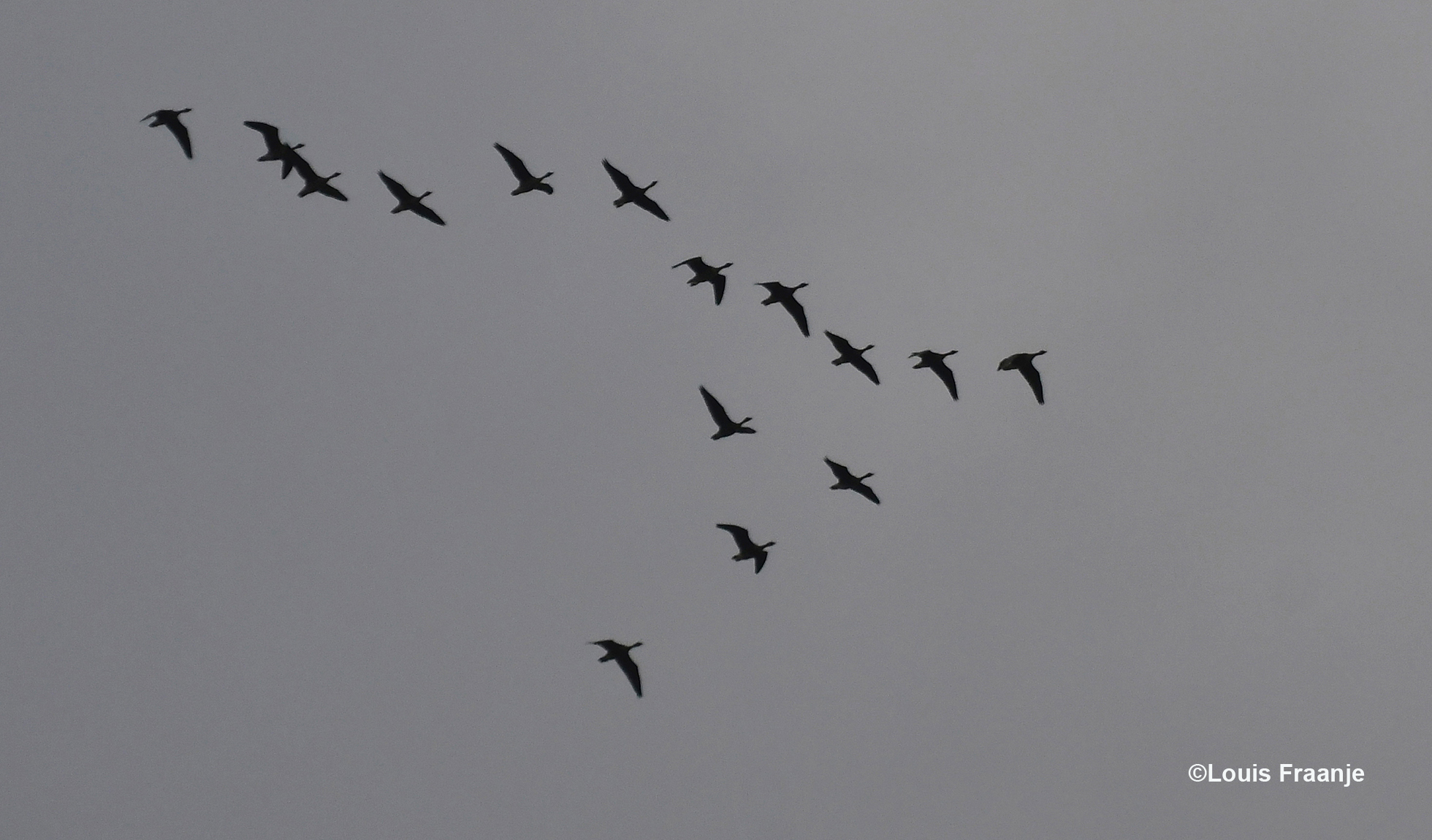  Luid gakkend komt er een vlucht wilde ganzen hoog over ons heen - Foto: ©Louis Fraanje