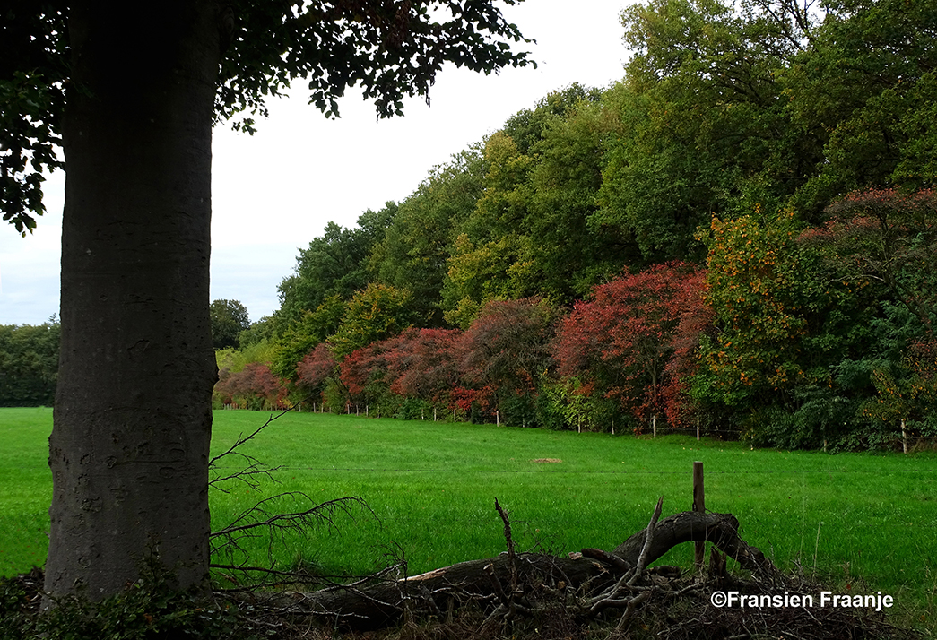 Aan de rand van het weiland is de herfst al zichtbaar geworden - Foto: ©Fransien Fraanje