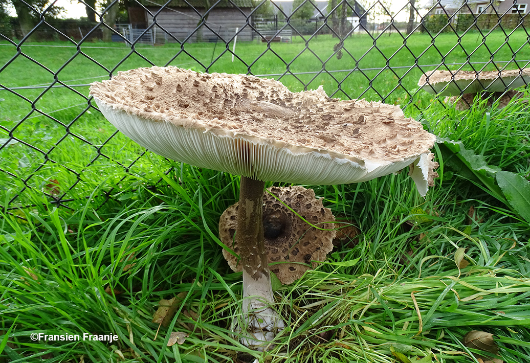 Niet zo moeilijk toch waarom deze paddenstoel 'parasolzwam' genoemd wordt - Foto: ©Fransien Fraanje
