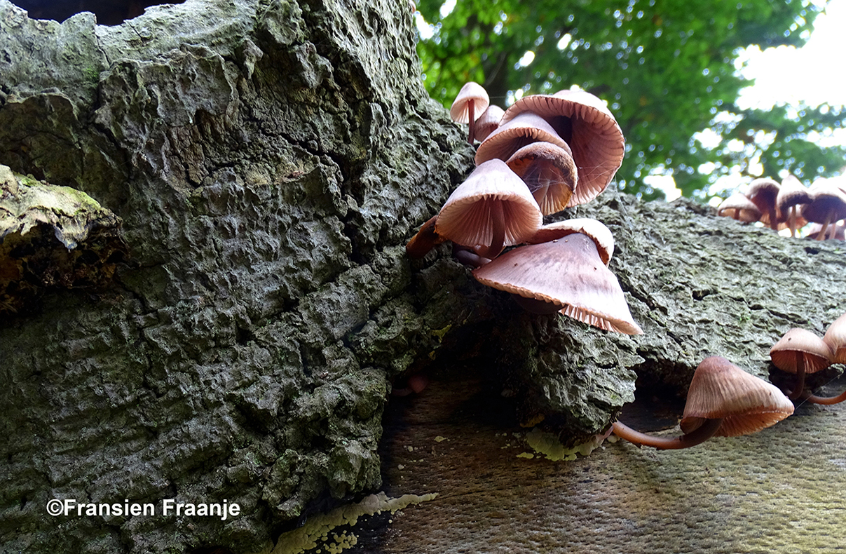 Onderaan de voet van deze beuk hangen kleine hoedjes - Foto: ©Fransien Fraanje