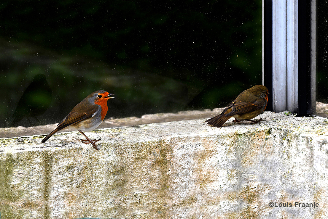 In de hoek van het terras zaten mannetje en vrouwtje, lekker uit de wind - Foto: ©Louis Fraanje