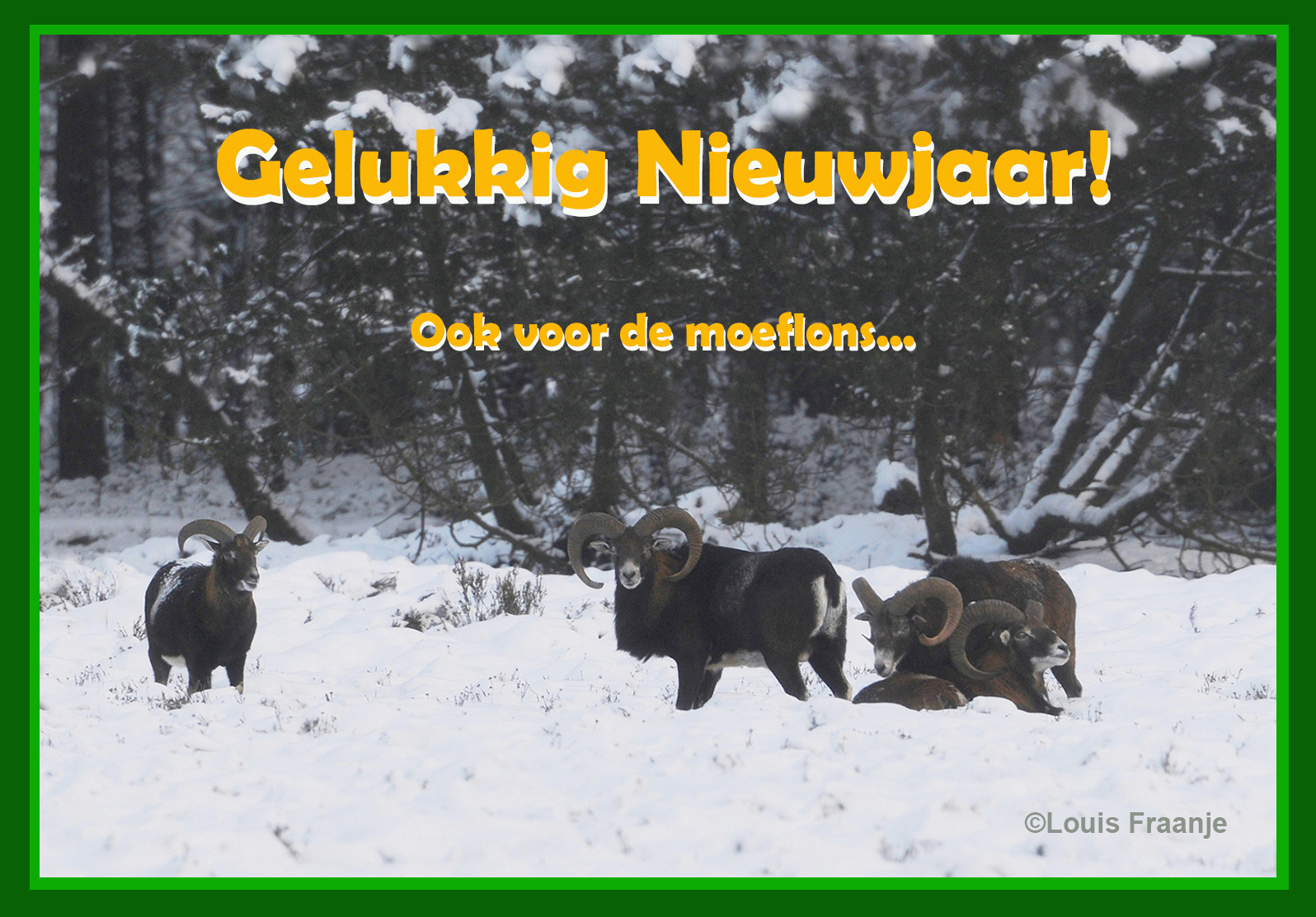 Hopelijk ook een Gelukkig Nieuwjaar voor de moeflons op de Veluwe - Foto: ©Louis Fraanje