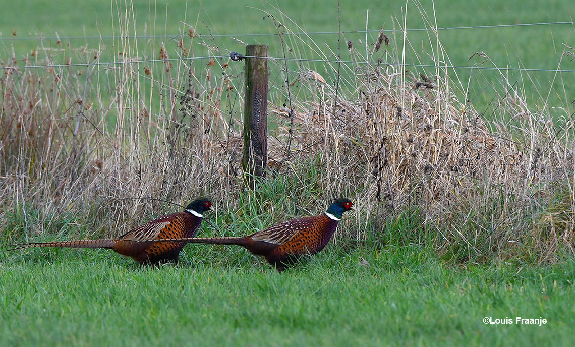 Twee fazantenhanen nog gebroederlijk bij elkaar in het veld – Foto: ©Louis Fraanje