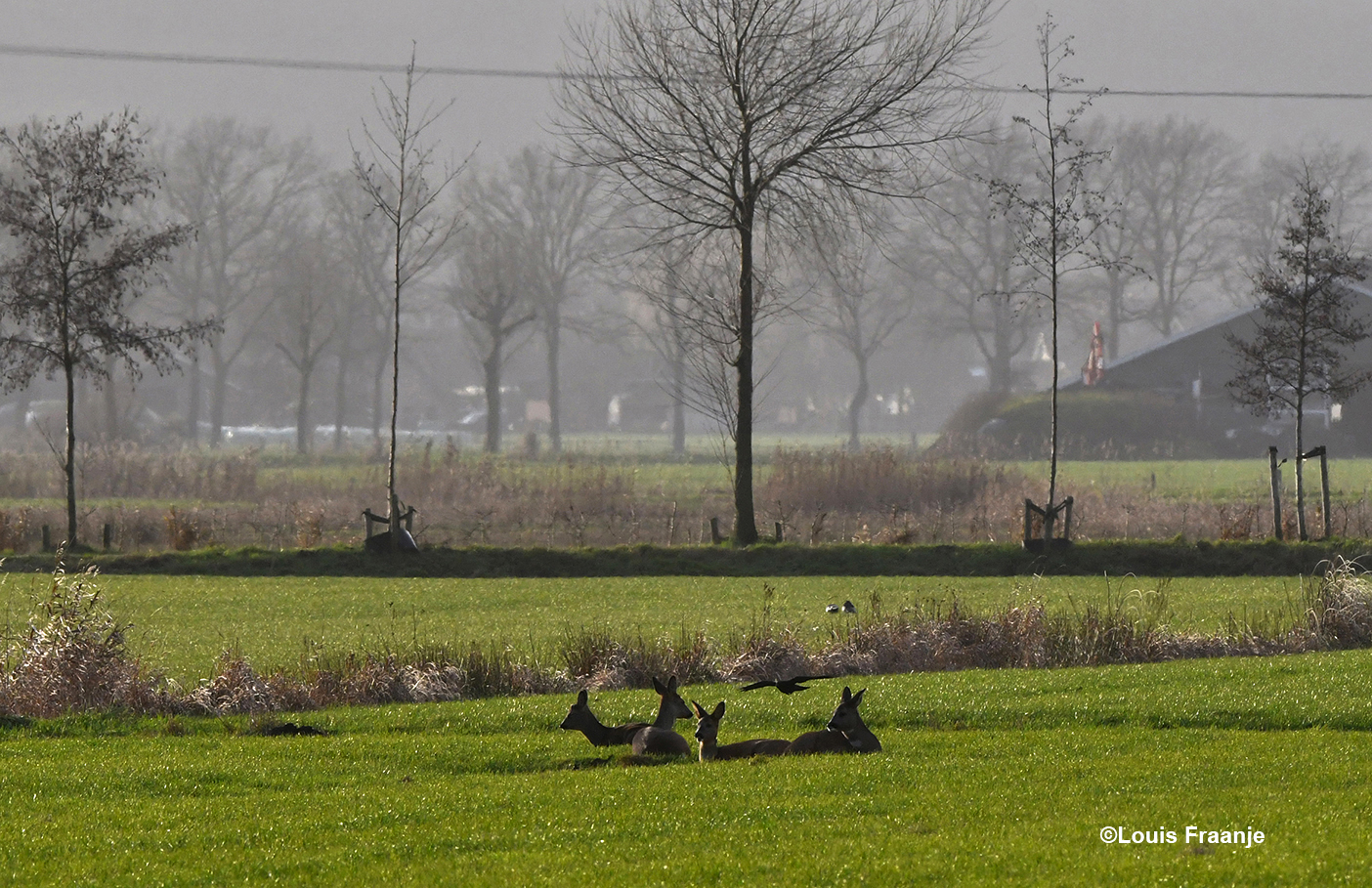 Rustend reewild in het open veld van de Binnenveldse Hooilanden – Foto: ©Louis Fraanje