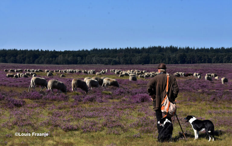 Dit is toch een prachtig beeld van de schaapherder met zijn kudde op de heide… – Foto: ©Louis Fraanje
