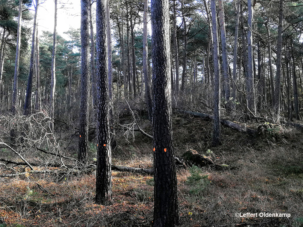 Groepjes grove den worden geoogst, maar het achterliggende bos blijft in een te dichte stand - Foto: ©Leffert Oldenkamp