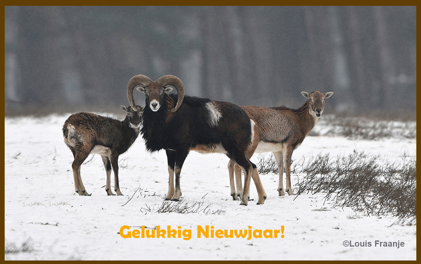 Hopelijk ook een Gelukkig Nieuwjaar voor de moeflons op de Veluwe – Foto: ©Louis Fraanje