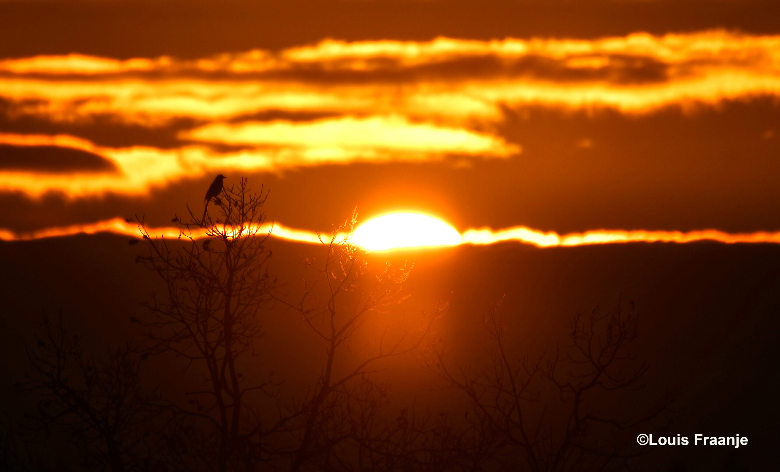 In de boomtop zat een ekster, blijkbaar te wachten tot de zon boven de kim verscheen - Foto: ©Louis Fraanje