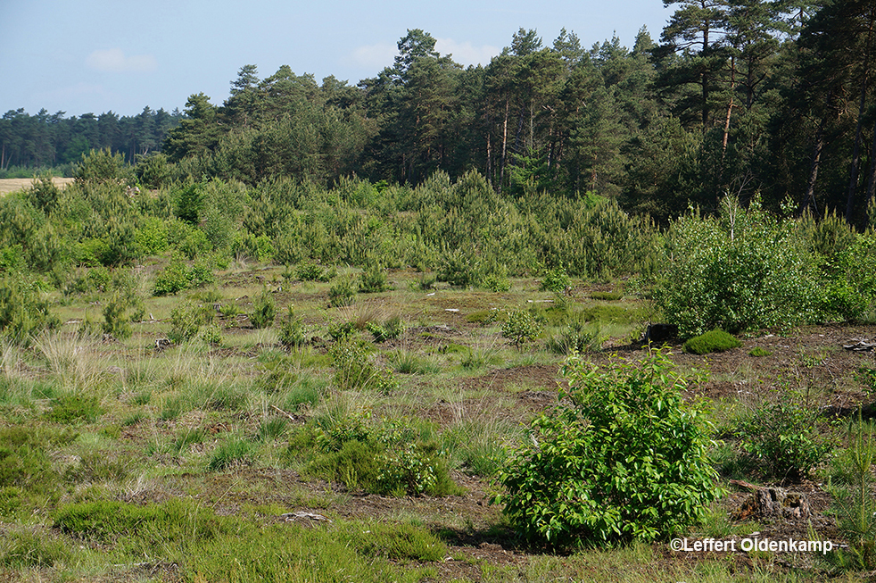 Het bos is verdwenen voor stuifzand... al na enkele jaren verwildering met opslag van groveden en vogelkers…. - Foto: ©Leffert Oldenkamp