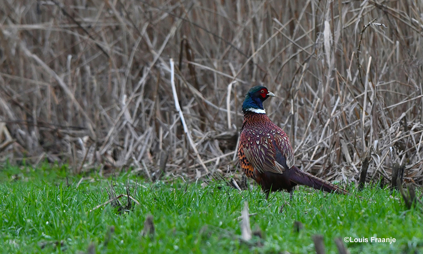 Aan de rand van het weiland ontdek ik een fazantenhaan - Foto: ©Louis Fraanje