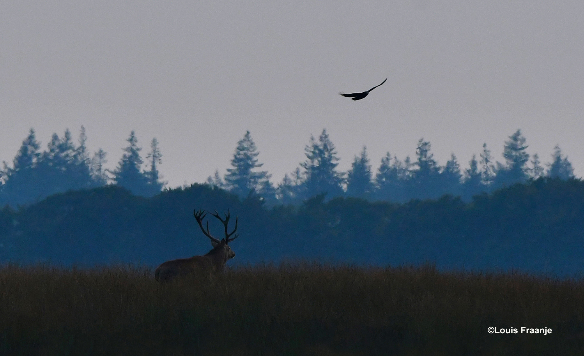 Het edelhert dat in z’n eentje op weg is naar de dekking van het bos – Foto: ©Louis Fraanje