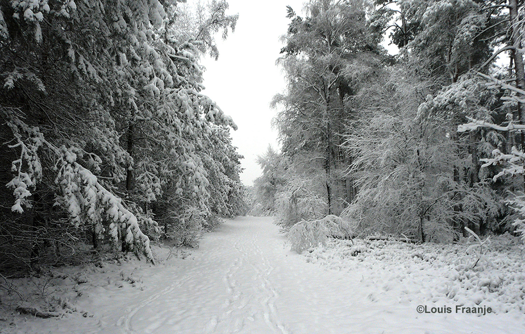 Een besneeuwd bospad midden in de Veluwse eenzaamheid – Foto: ©Louis Fraanje