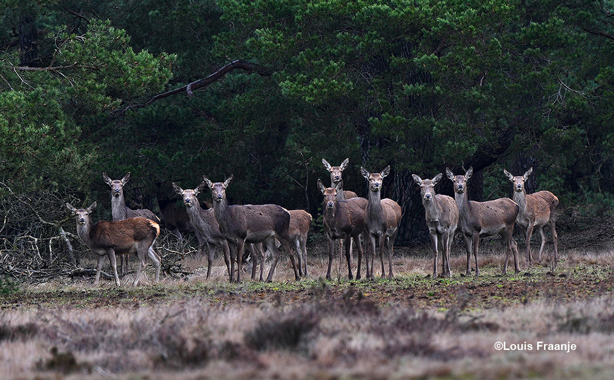 Zo stonden ze ook op een gegeven moment, met z'n allen in onze richting te koekeloeren - Foto: ©Louis Fraanje