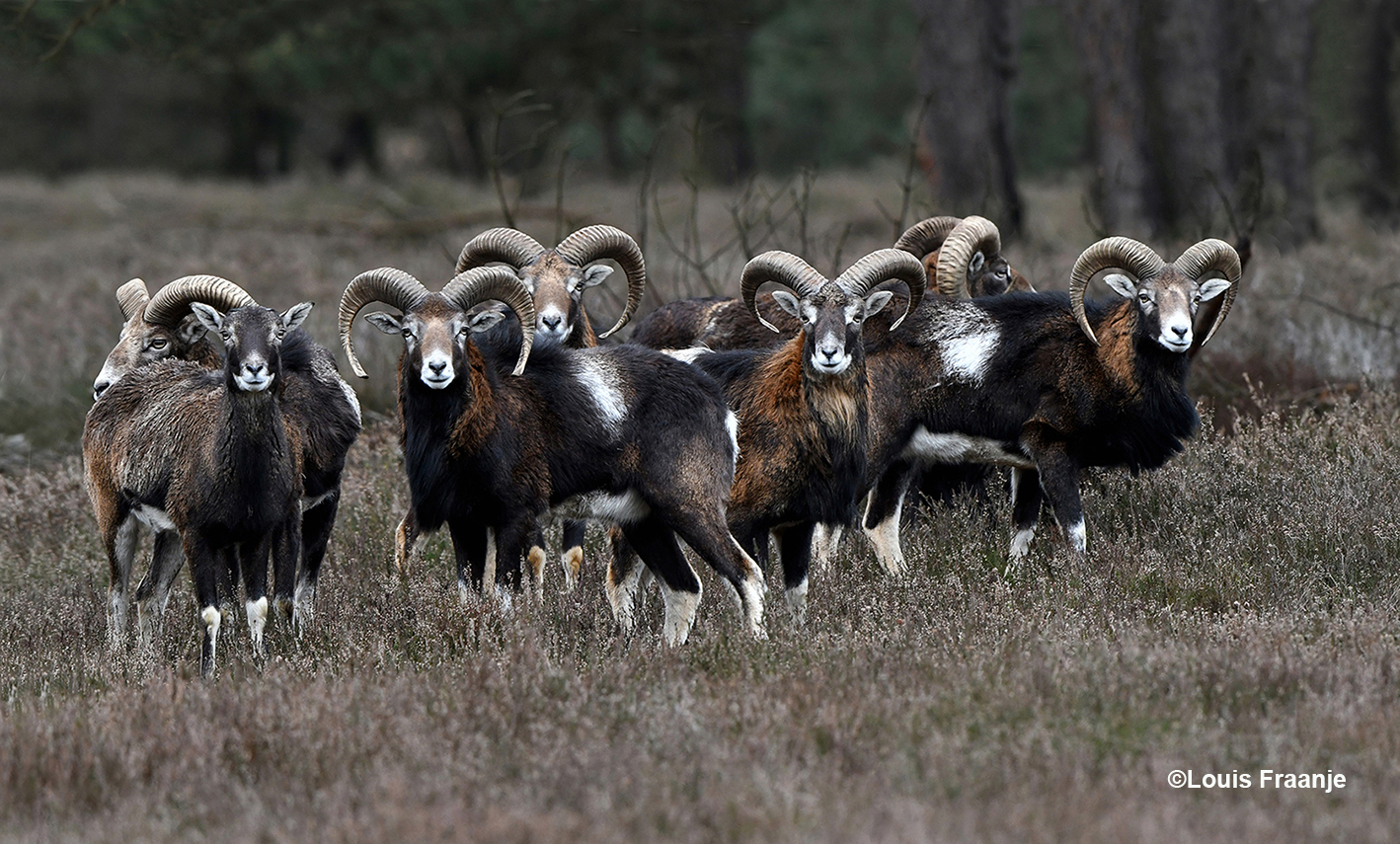 Een zestal jongere moeflonrammen staan bij een ooi te kijken - Foto: ©Louis Fraanje