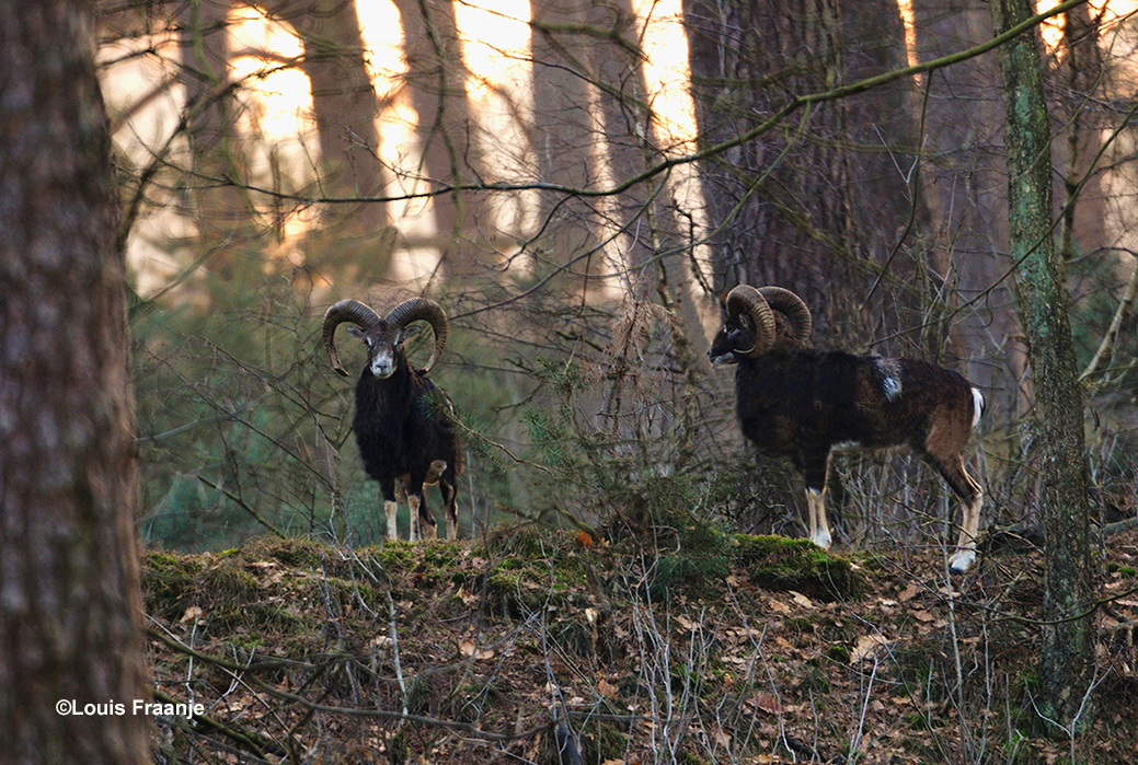 Twee moeflonrammen met hun prachtige gekrulde horens tussen een wirwar van laaghangende takken - Foto: ©Louis Fraanje