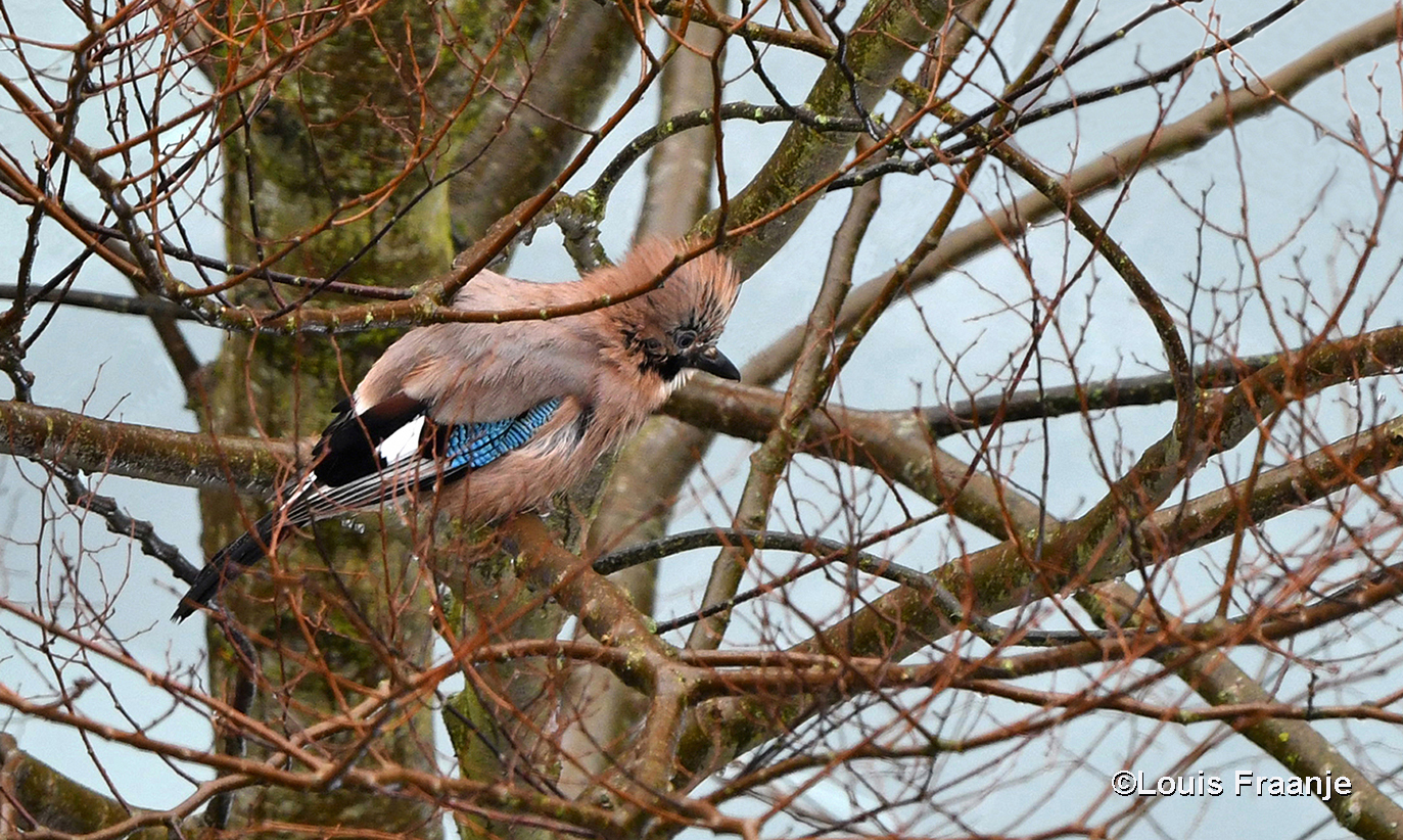 Ergens verscholen tussen de takken van een boom, zat een Vlaamse gaai - Foto: ©Louis Fraanje