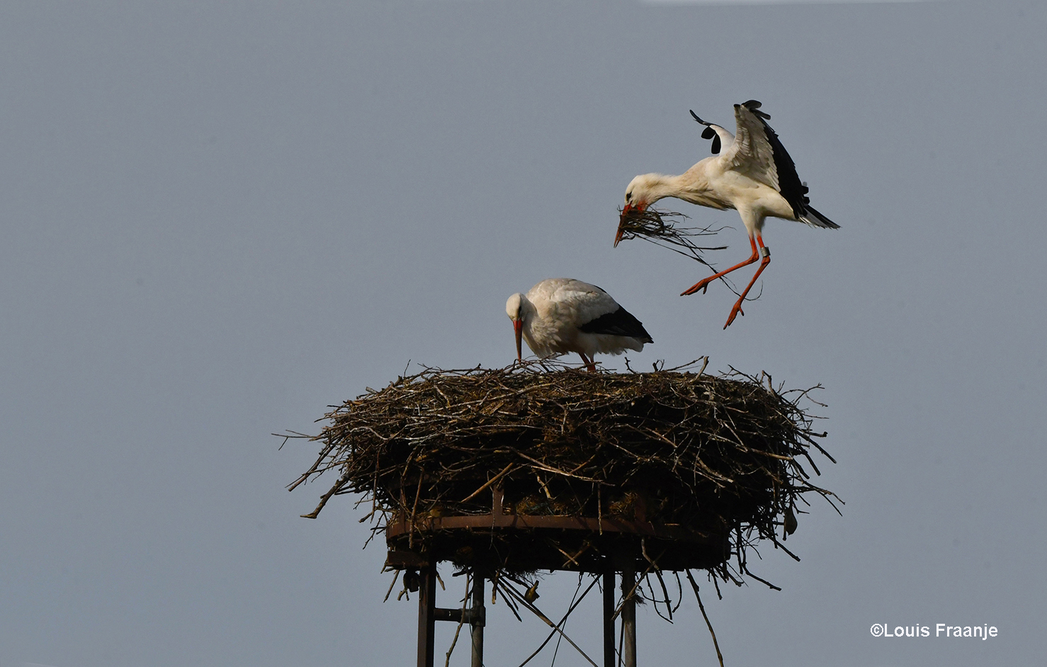  Aankomst op het nest, terwijl moeders nog bezig is met de schoonmaak - Foto: ©Louis Fraanje