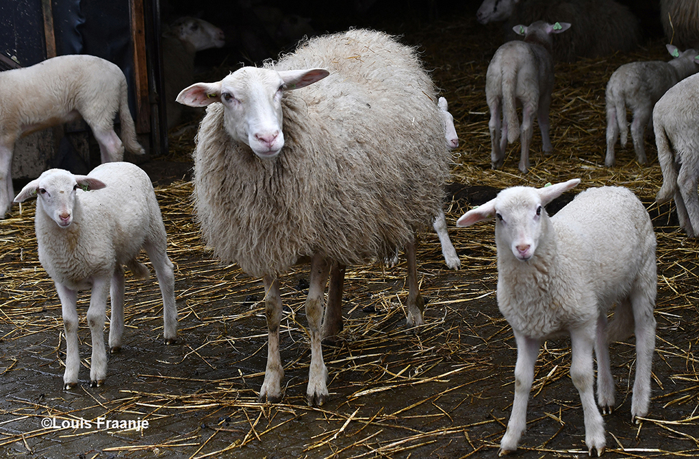 Aan de achterkant van de kooi zien we een ooi met haar tweeling staan - Foto: ©Louis Fraanje