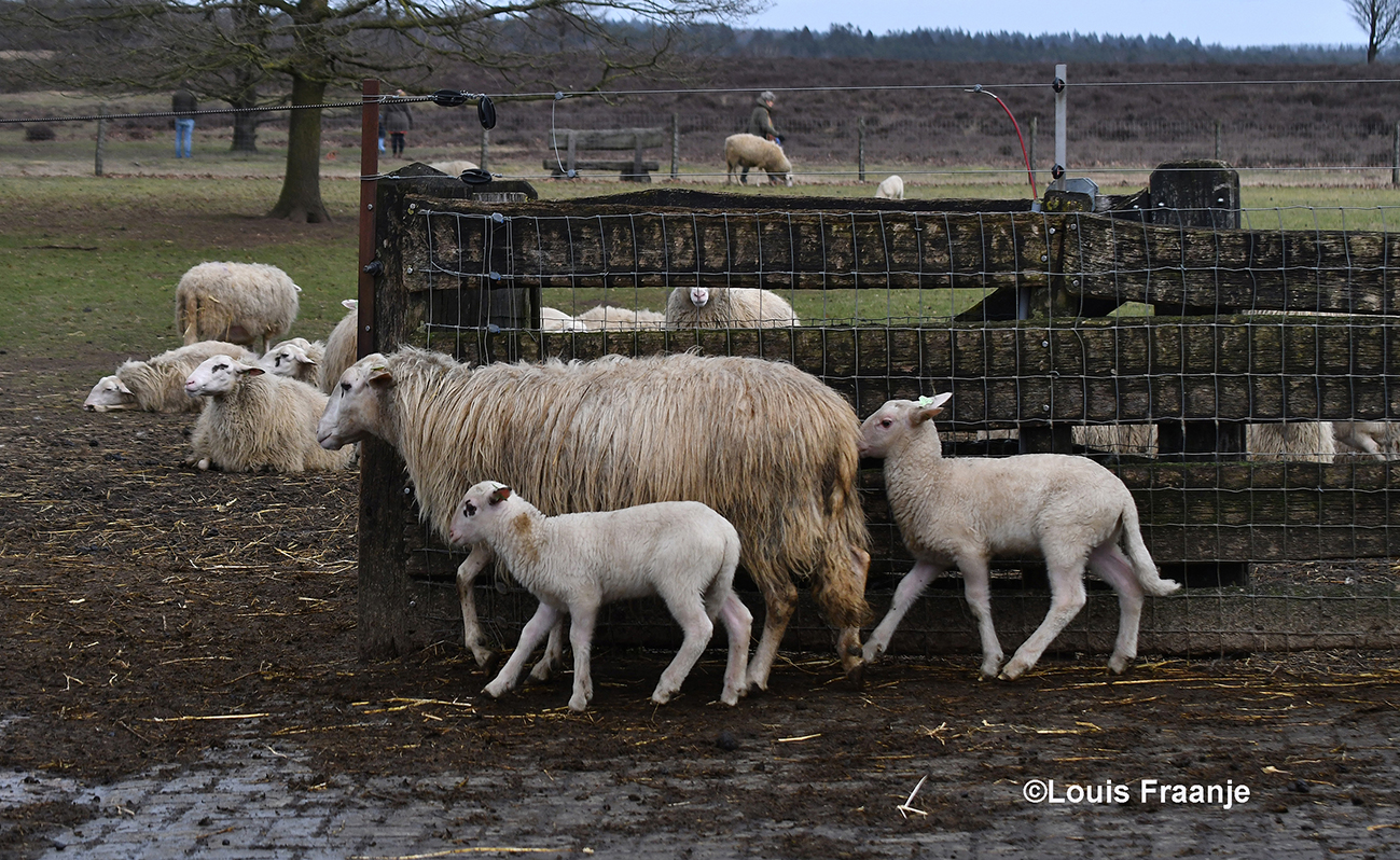Toch trekken de meeste schapen naar buiten in de open lucht - Foto: ©Louis Fraanje
