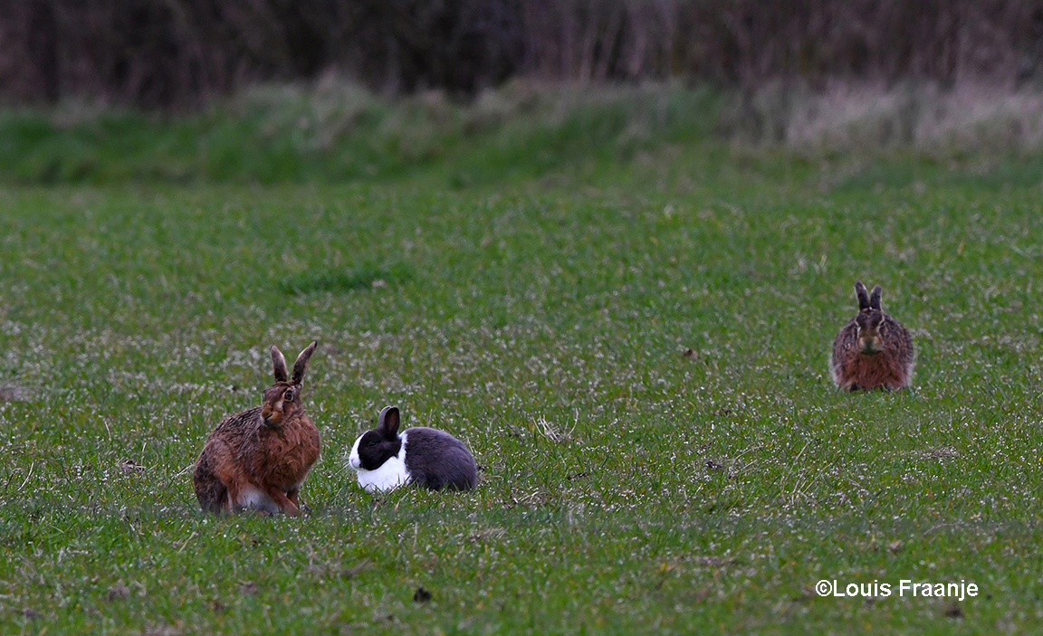 Hazen in het veld en dan verschijnt er ineens een tam konijn - Foto: ©Louis Fraanje