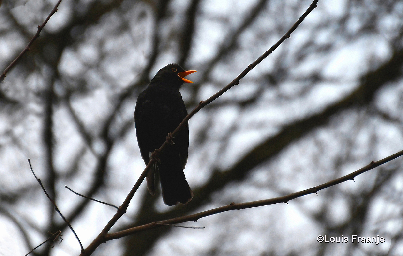 Ergens boven in een boom zat deze merel zijn prachtig lied te zingen - Foto: ©Louis Fraanje