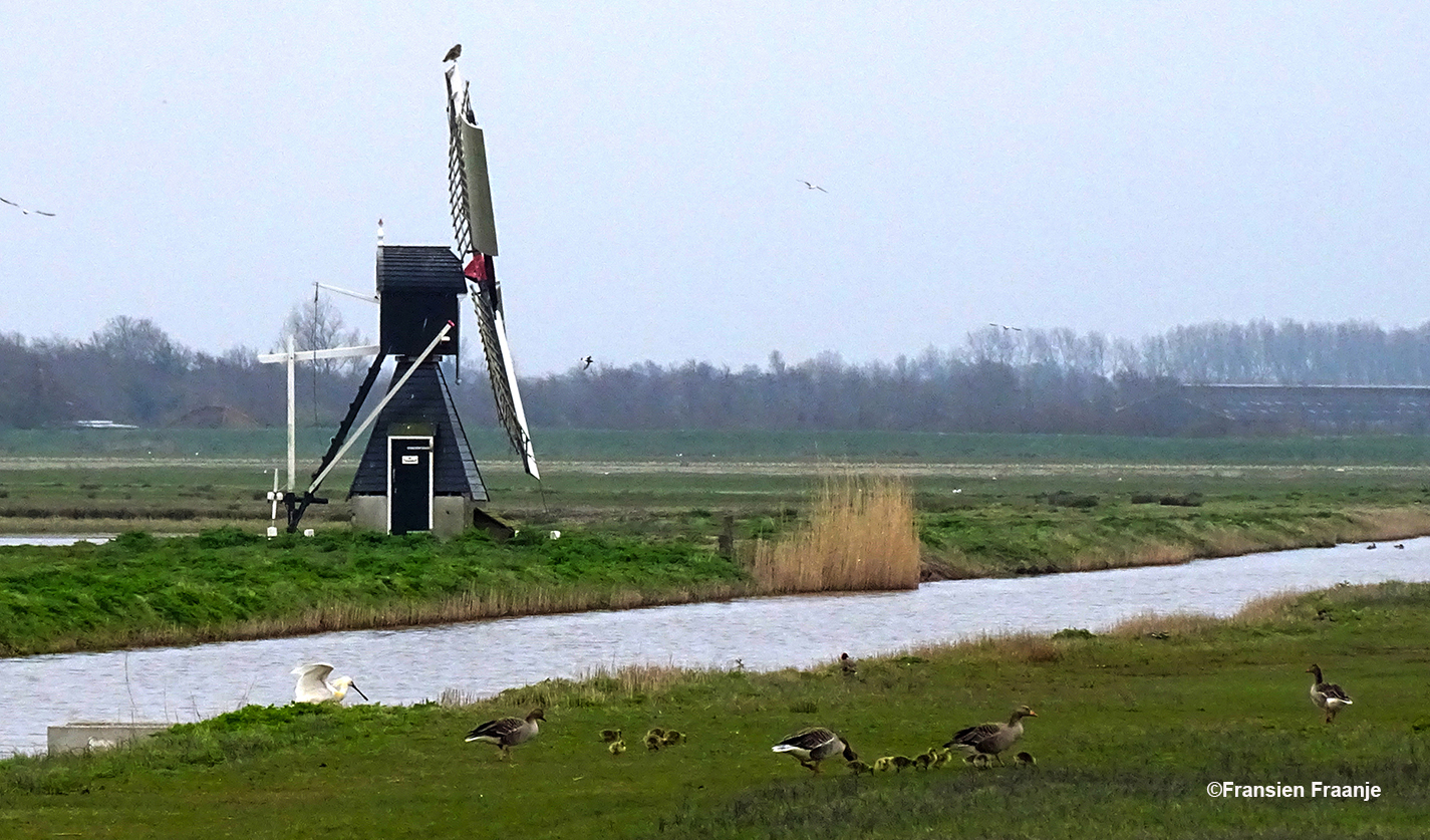 De polder Waal en Burg met een weidemolentje langs de sloot en vogels op de voorgrond - Foto: ©Fransien Fraanje