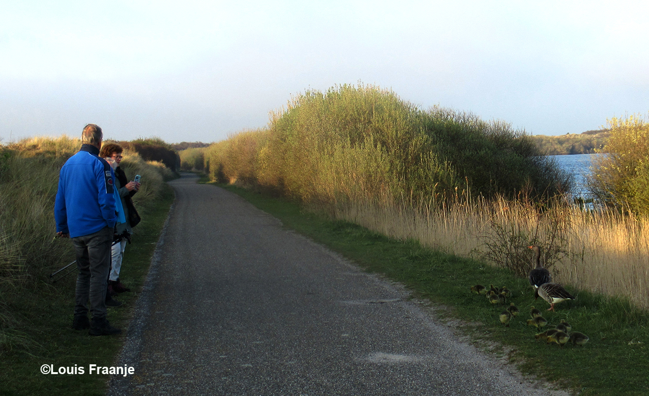 Op weg naar de parkeerplaats wandelde er een gezinnetje grauwe ganzen met ons mee - Foto: ©Louis Fraanje