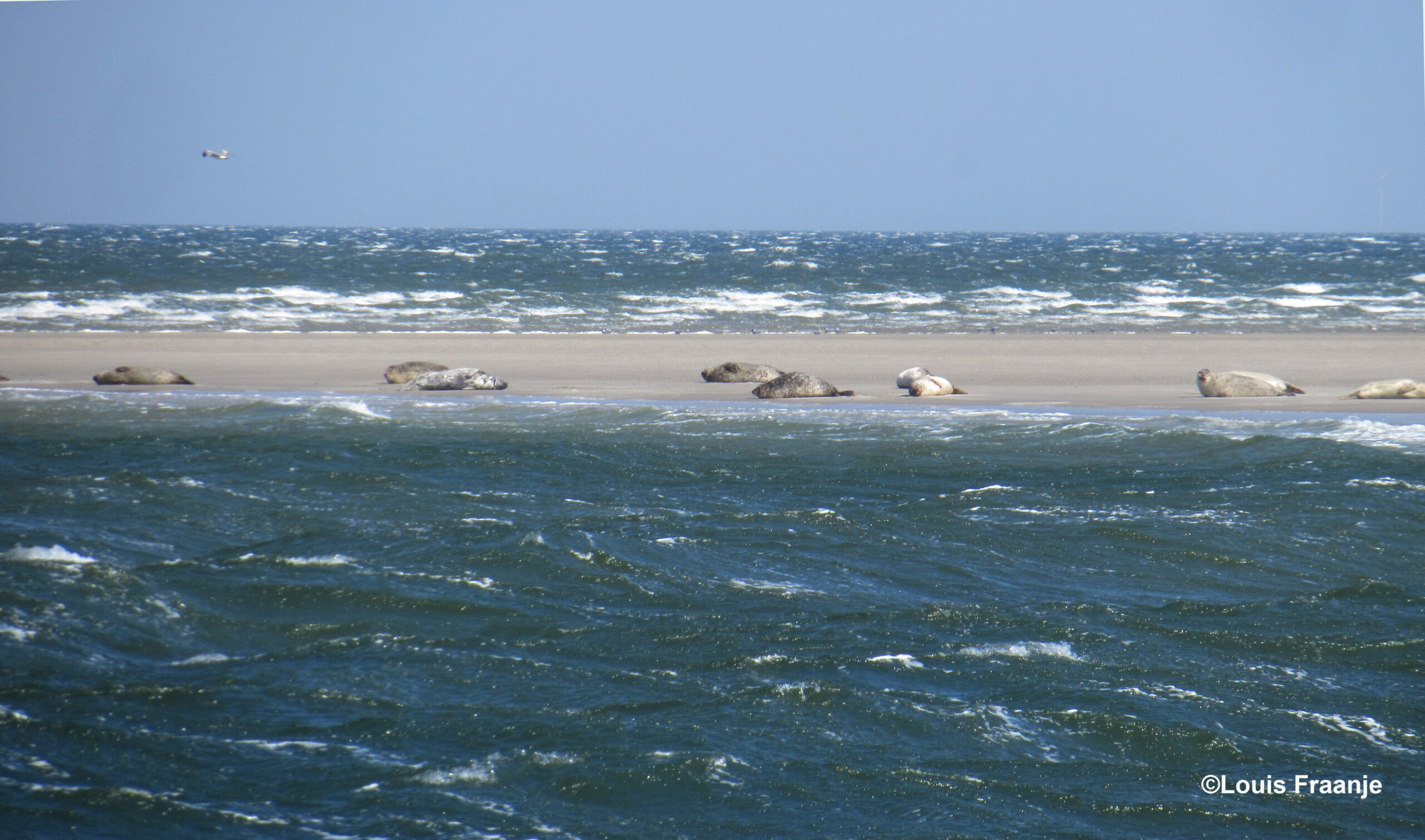 Op een zandbank liggen de zeehonden te rusten, vanaf een flinke afstand kunnen wij ze ongestoord bekijken - Foto: ©Louis Fraanje