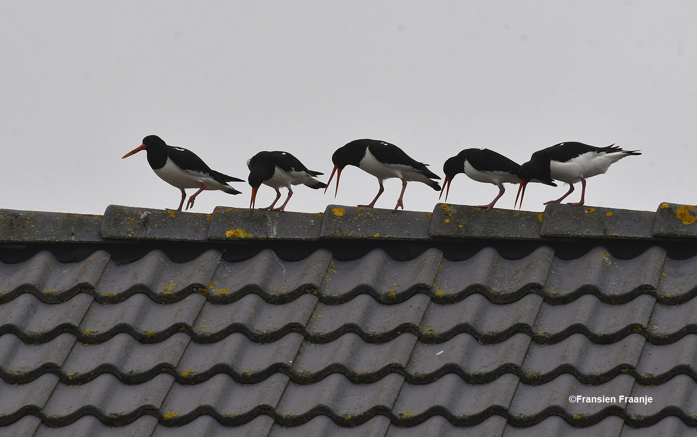 De scholeksters paraderen over de nok van het dak - Foto: ©Fransien Fraanje