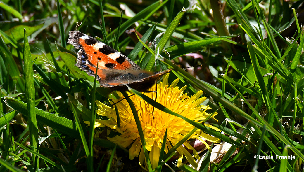 Tussen het gras ontdekken we de kleine vos(vlinder) op een paardenbloem - Foto: ©Louis Fraanje