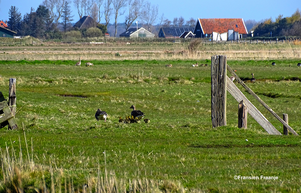Een vredig tafereeltje in het weiland met een ganzengezinnetje - Foto: ©Louis Fraanje