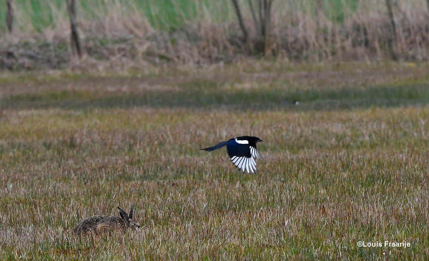 Verderop in het veld moet de haas wegduiken als er een ekster laag over komt vliegen - Foto: ©Louis Fraanje