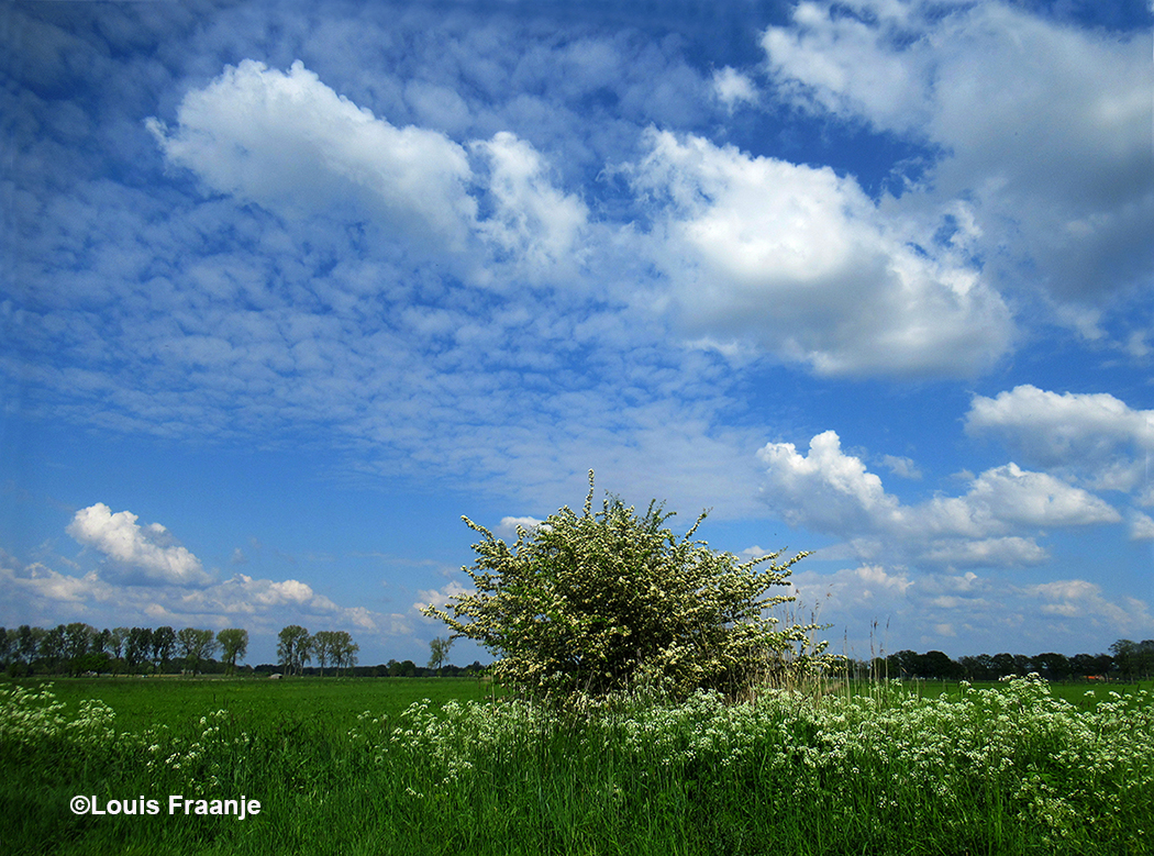 Feest in de natuur met bloeiend fluitekruid, een bloeiende meidoorn en schitterende wolkenluchten - Foto: ©Louis Fraanje
