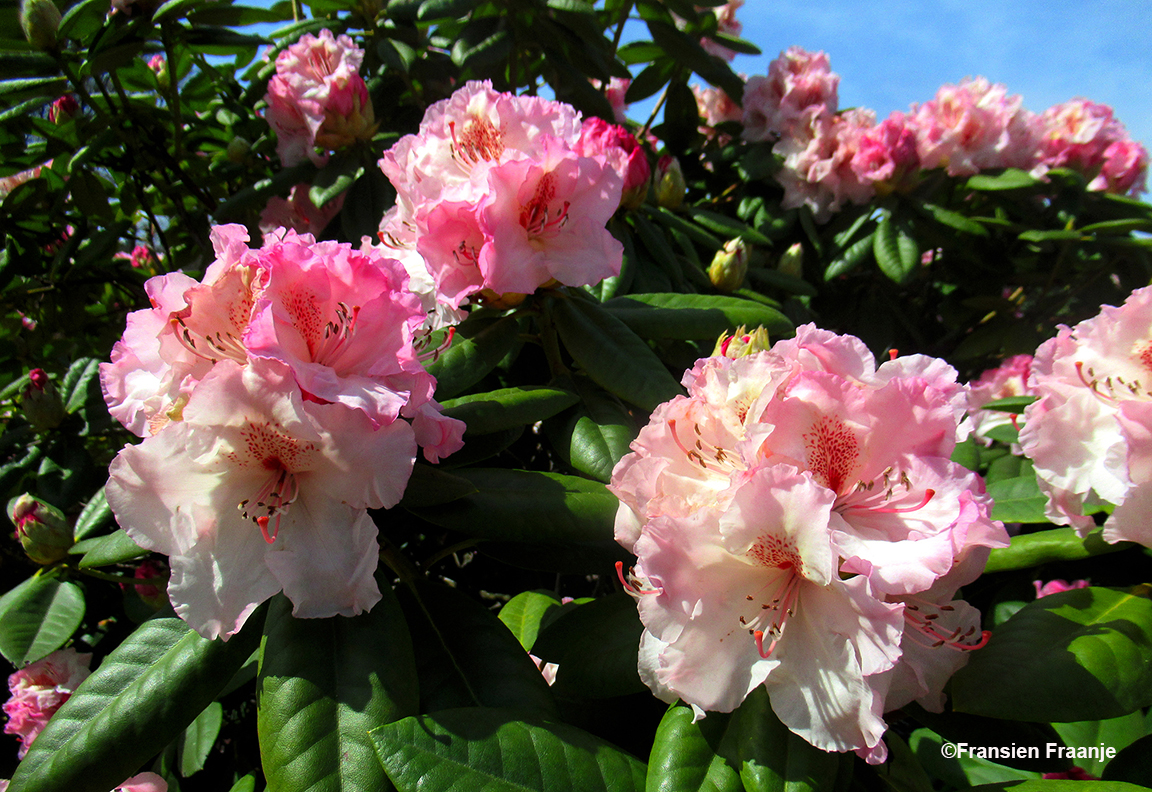 Onderweg kwamen wij ook nog deze prachtig bloeiende rododendron tegen - Foto: ©Fransien Fraanje