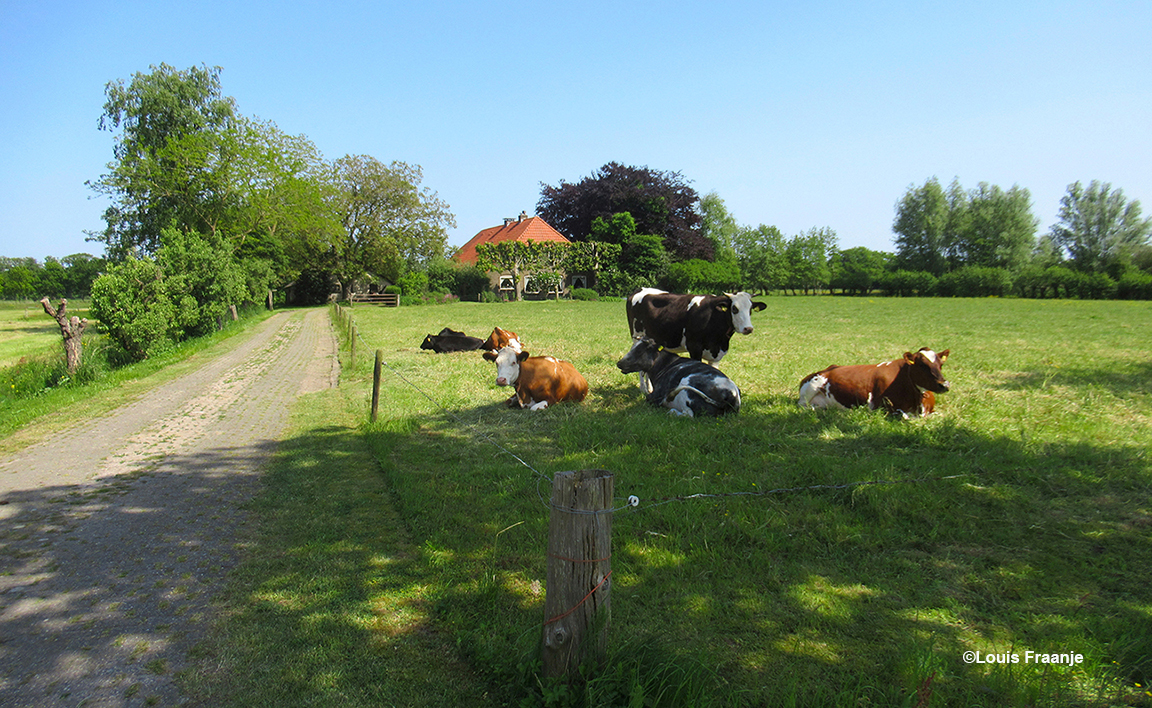 Een onverharde weg naar de boerderij met koeien in de wei, dit moet blijven! - Foto: ©Louis Fraanje