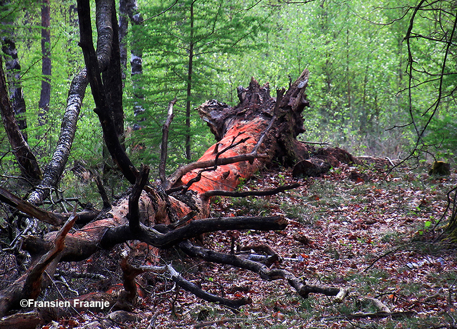 Die omgevallen boomstam lijkt wel een groot monster, alhoewel het hoewel het mede door die oranje/rode boomalg, een prachtig natuurkunstwerk is geworden - Foto: ©Fransien Fraanje