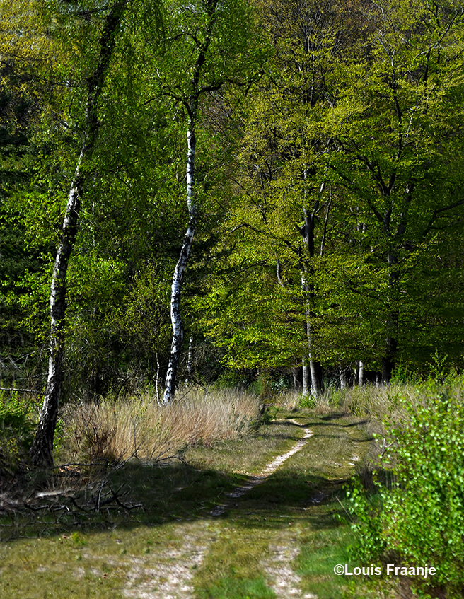 De Jachthoeve ligt in een bosrijke omgeving en je kunt er heerlijk wandelen - Foto: ©Louis Fraanje