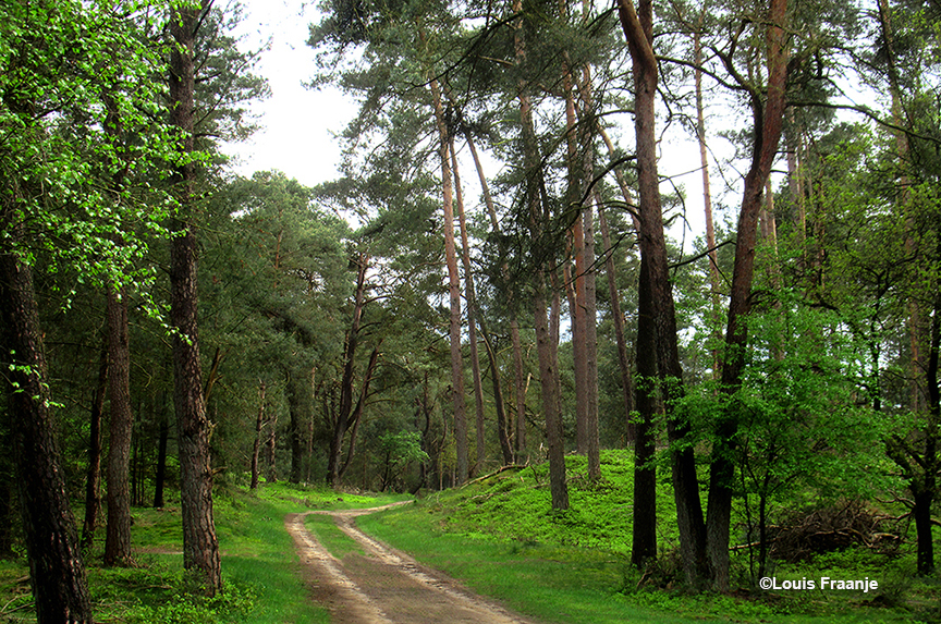 Weelderig groen tussen de bomen langs het bospad - Foto: ©Louis Fraanje