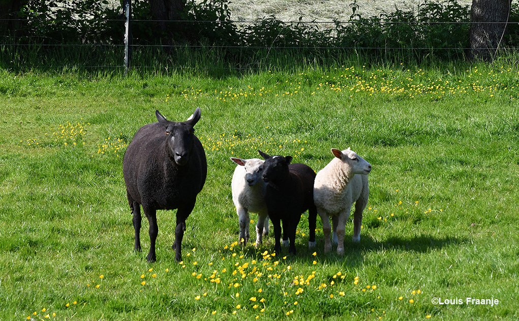 Belangstelling onderweg van een koppeltje schapen in de wei - Foto: ©Louis Fraanje
