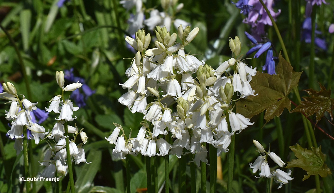 Heldere witte kelkjes van de hyacint - Foto: ©Louis Fraanje