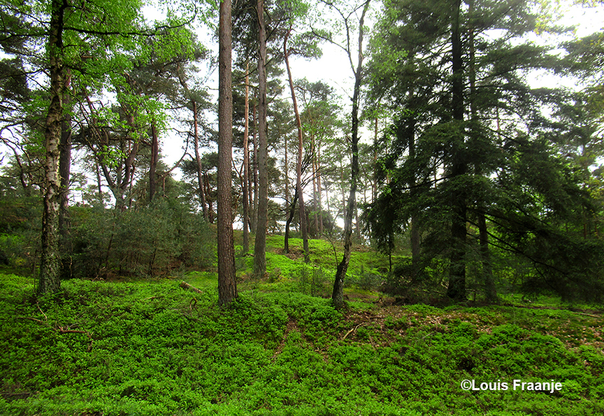 Een schitterend tapijt van groene bosbessenstruikjes - Foto: ©Louis Fraanje