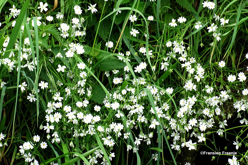 Als een echte bruidsluijer hangen deze witte pareltjes van het grasmuur langs de slootkant - Foto: ©Fransien Fraanje