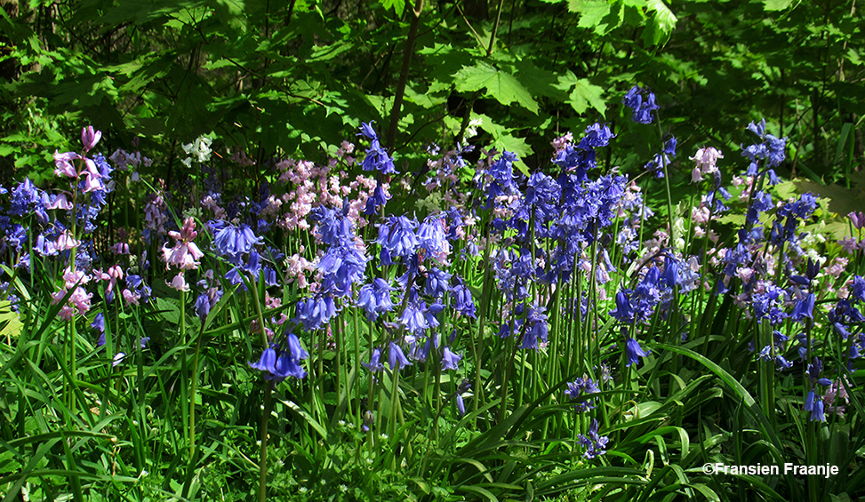 De meest schitterende blauwe hyacinten, maar ook roze en witte stonden er tussen te pronken - Foto: ©Fransien Fraanje