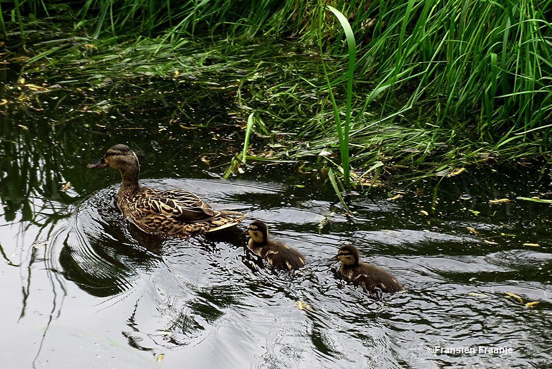 Als moeder er vandoor gaat, zwemmen de kleintjes er rap achteraan - Foto: ©Fransien Fraanje