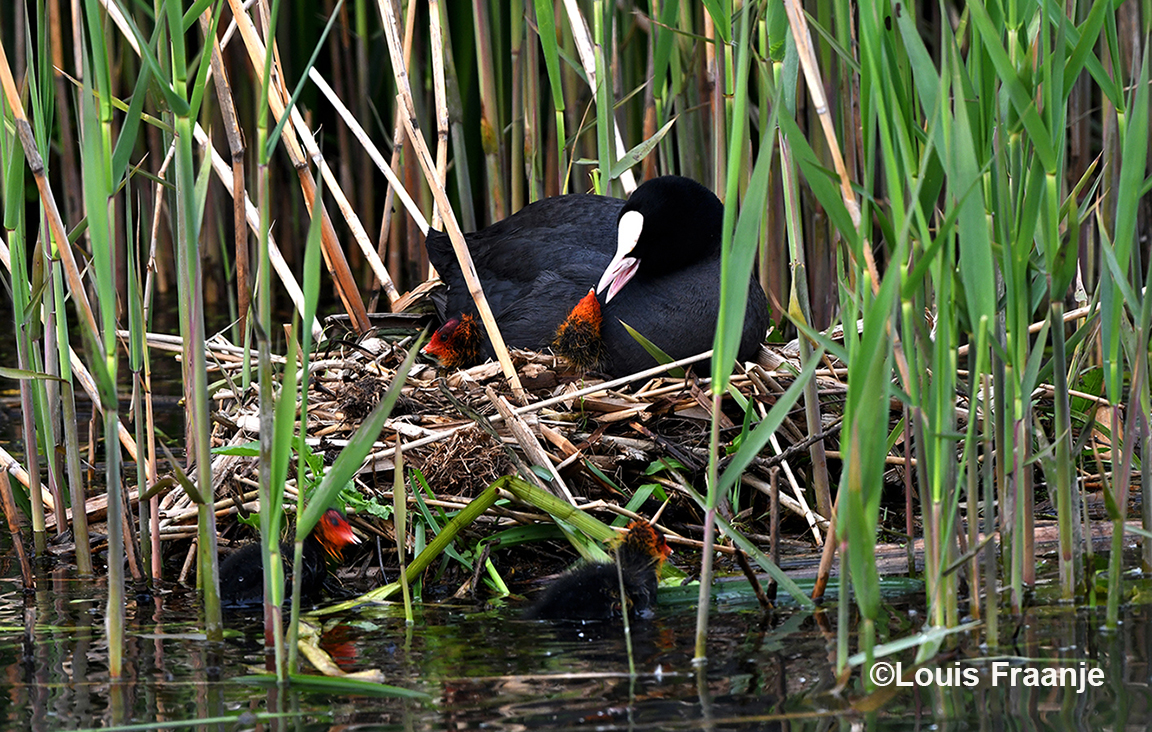 De kleintjes zitten veilig onder moeders vleugels - Foto: ©Louis Fraanje
