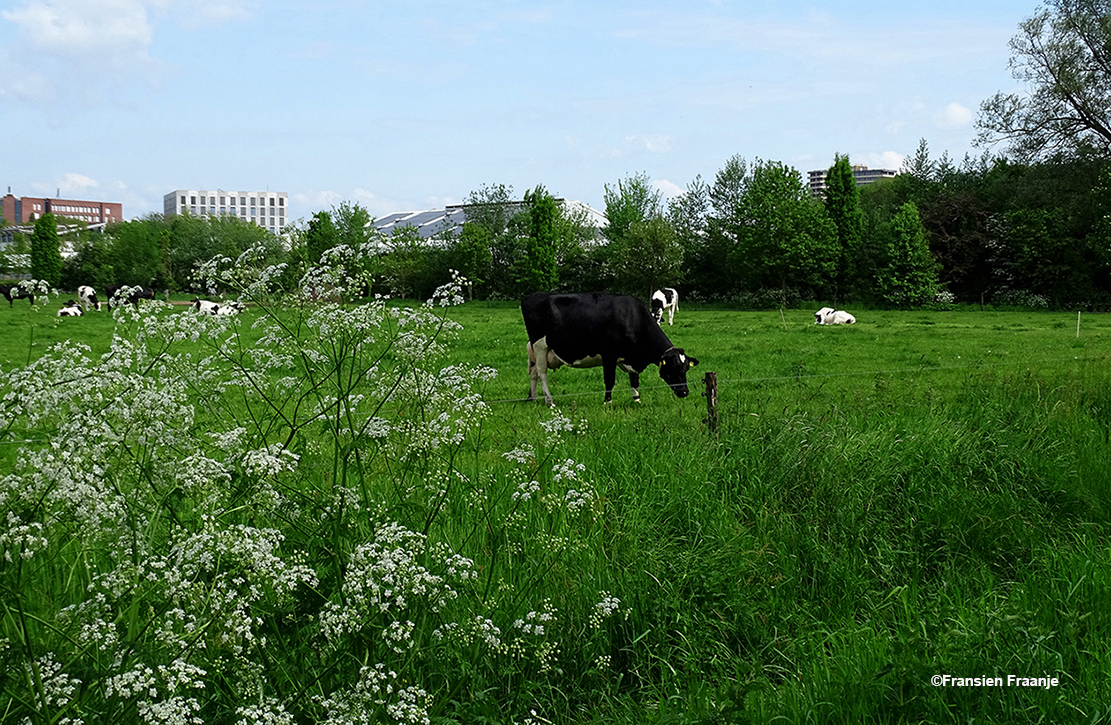 Het bloeiende fluitekruid en koeien in het weiland, met op de achtergrond Wageningen - Foto: ©Fransien Fraanje