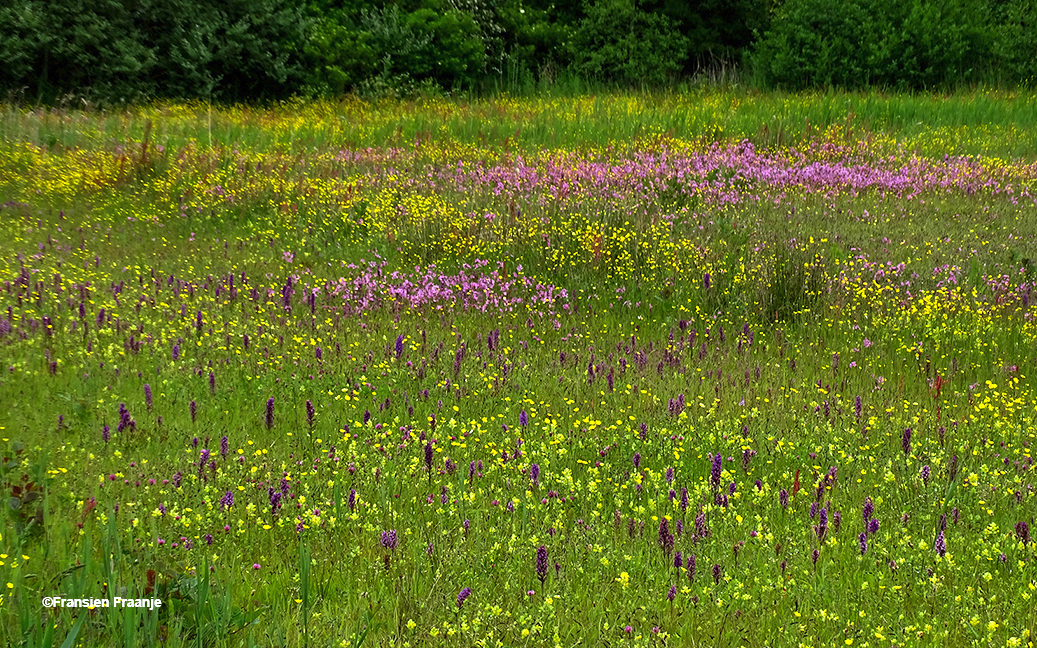 Kleurrijke bloenweelde in het open veld op Texel - Foto: ©Fransien Fraanje